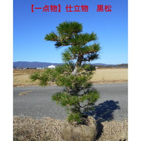 【現品】　和庭にお似合い仕立物　黒松　植え木 庭木中庭　坪庭　蹲 シンボルツリー12/6入荷送料無料ですが、北海道、離島、沖縄は不可