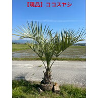 【現品限り】人気の常緑樹　ココスヤシ　高さ約1.8m　鉢底から　5/14撮影植木　庭木　シンボルツリー注　…