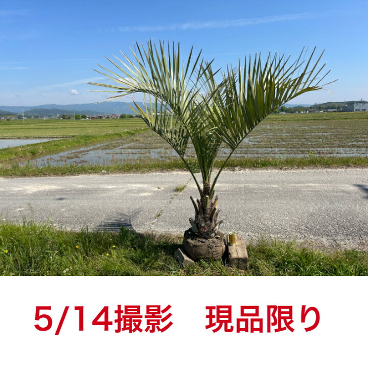 楽天市場】【現品限り】人気の常緑樹 ココスヤシ 高さ約1.8m 鉢底から 