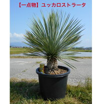 楽天市場】ユッカ ロストラータ（高さ（植物）71 ～ 130.9cm）の通販