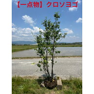 【一点物】希少　赤い実のなる常緑樹　クロソヨゴ　メス株　株立ち　高さ約2.0m　鉢底から流通少ない山取…