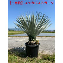 楽天市場】ユッカ ブルー（ガーデニング・農業｜花・ガーデン・DIY）の通販