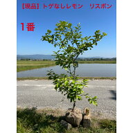 【現品】トゲなしレモンの木　リスボン　高さ約1.55-1.6m　鉢底から　撮影時、開花株きれいな樹形です　5…