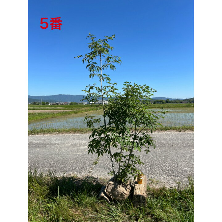 楽天市場】【お値打ち品】人気の落葉樹 アオダモ 株立 高さ約1.5-1.7m 