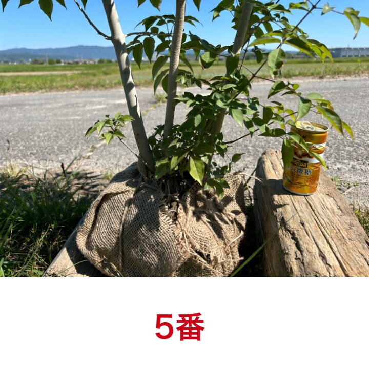 楽天市場】【お値打ち品】人気の落葉樹 アオダモ 株立 高さ約1.5-1.7m 