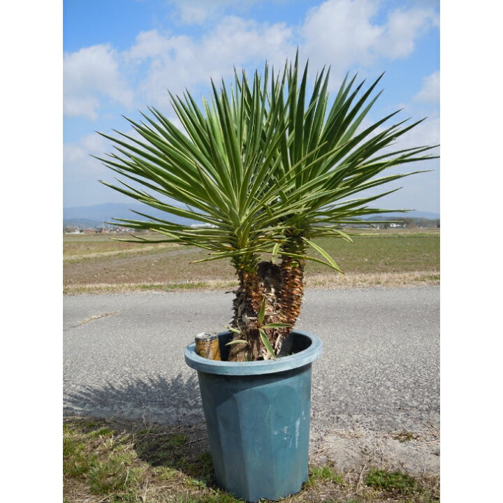 楽天市場】【現品】希少ユッカ 斑入りアロイフォリア カッコイイ  