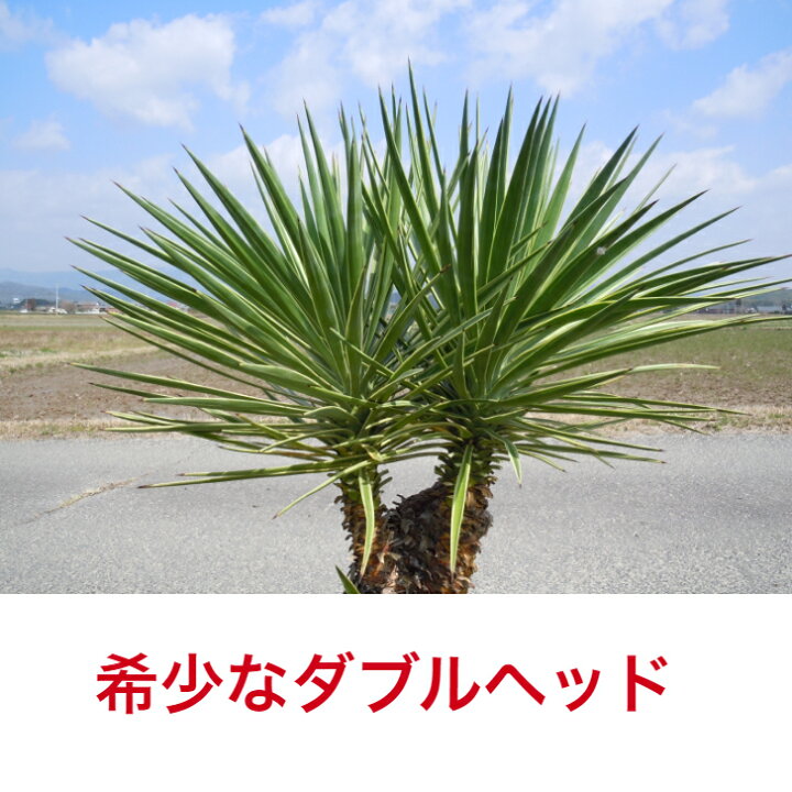 楽天市場】【現品】希少ユッカ 斑入りアロイフォリア カッコイイ 