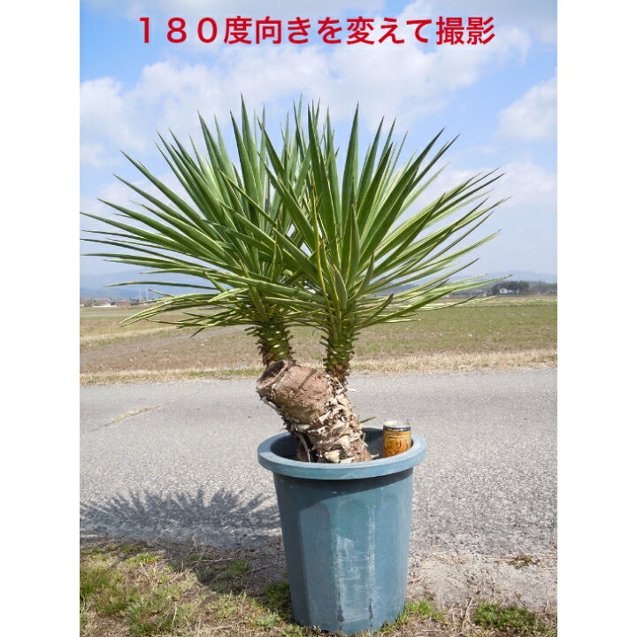 楽天市場】【現品】希少ユッカ 斑入りアロイフォリア カッコイイ 
