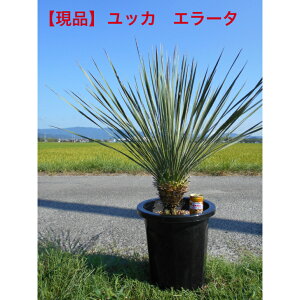 【現品発送】ユッカ エラータ美しいフィラメンントがステキ10号鉢 セラアート鉢入り高さ約95センチ 前後 鉢底から植木 庭木 シンボルツリー送料無料、沖縄、離島、北海道は発送不