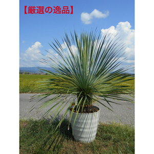 yÏizbJ@Xg[^125Z`@ꂩt120Z`̃_Ci~bN`@12A؁@؁@V{c[AAAkC͔sB