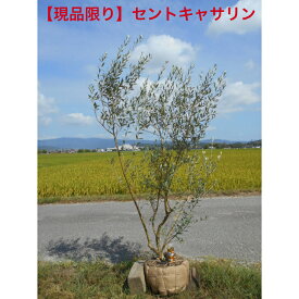【現品】オリーブの木　1本で自家結実する品種　セントキャサリン　人気品種　特大株　高さ約2.0m　鉢底から　ダイナミック樹形 シンボルツリーにどうぞ送料無料ですが、北海道、離島、沖縄不可東北九州は追加送料必要