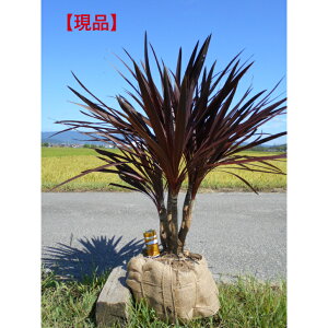 yXꉟizlC̏Ύ@RWl@bhX^[@@󏭂Ȋi@1.15m@܂ށ@_Ci~bN`@@A ؁@V{c[AAA