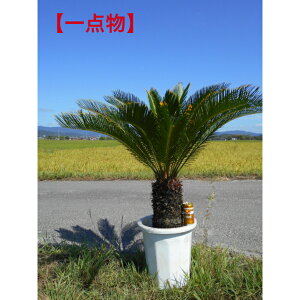 i ͂_@󏭃\ec@hS@\ec@9/6׋ɑ F̉t@ۗi@10@劔A؁@؁@V{c[łAkCAA