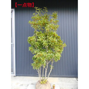 yizԂ̂Ȃ@\S@@@ Ղ@`ꂢȑ劔@1.9m@ꂩ@O@11/2Be؁@A؁@c؁@V{c[łAkCA