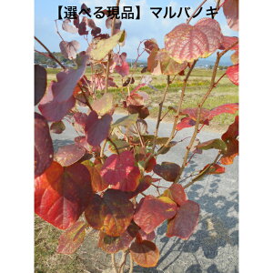 (ij}omL@1.8m@ꂩV΂gtXeL@킢n[gt@11/2׃V{c[@؁@AؑAkCAAsB