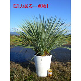 【一点物】耐寒性ユッカ　ロストラータ　極めて流通少ない希少な4ヘッド仕立て　株立品　かっこいい　9号セラアート鉢　植木　庭木　シンボルツリー送料無料、沖縄、離島、北海道は発送不可。