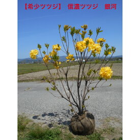 【現品】希少ツツジ　信濃ツツジ　銀河八重咲の黄花　インパクトあります花芽いっぱいのボリューム　特大苗植木　ツツジ　春咲き送料無料ですが、北海道、離島、沖縄は不可。