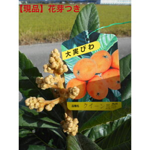 yizт̖؁@NB[@Mdȉԉny݂1{ł1.0-1.15m@ꂩ@؁@A؁@ʎV{c[ɂǂ