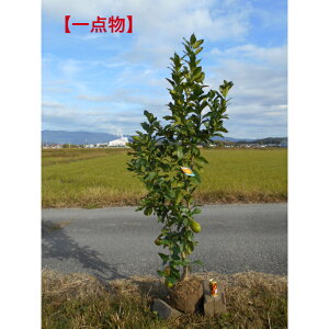 yiz̖؁@X{@1.9m@ꂩ炫ꂢȎ`ł؁@A؁@V{c[ɂǂ @łAkCAA͔sB