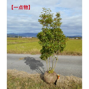 yizԂ̂Ȃ@\S@@@ Ղ@`ꂢȑ劔@1.9m@ꂩ@O@11/2Be؁@A؁@c؁@V{c[łAkCA