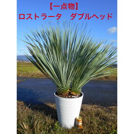 【一点物】耐寒性ユッカ　ロストラータ　極めて流通少ない希少な2ヘッド仕立て　株立品　かっこいい　9号セラアート鉢　植木　庭木　シンボルツリー送料無料、沖縄、離島、北海道は発送不可。