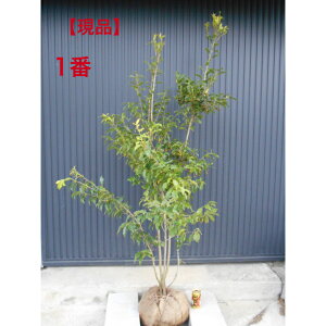 yiz\S@@1.8m@ꂩ؁@A؁@c؁@V{c[łAkCAA͔zs