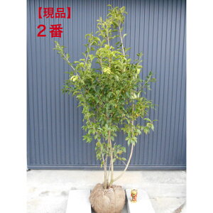 yiz\S@@@劔1.7m@ꂩ ؁@A؁@c؃V{c[łAkCAA͔zs