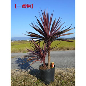 yXꉟizlC̏ΎRWl@bhX^[@̗ʏȂMdȂiGɂȂ邨iłB@劔A ؁@V{c[kCAAs