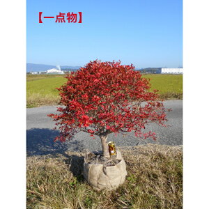 yizd@hE_ccW@ʍ@ʎd@劔@t70×70Z`@OɃ{[肨ɃCpNg^1{łB؁EA؁EV{c[