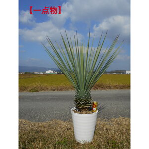 yiz󏭃bJ@M_̊@Vo[u[̗tF@9V{c[@A؁@ؑłAkCAAs