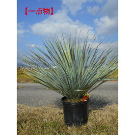 【一点物】耐寒性ユッカ　ロストラータブルーの色味が濃いお品　9号鉢　　植木　庭木　シンボルツリー送料無料、沖縄、離島、北海道は発送不可。