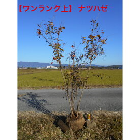 ワンランク上紅葉も絶品　ナツハゼ　株立　実すずなりの見ごたえある品　高さ約1.7m　前後　根鉢含む　　現品発送　植木　庭木　シンボルツリー送料無料ですが、北海道、離島、沖縄不可