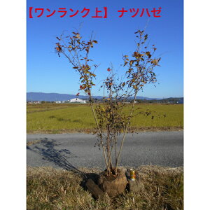 Ngti@icn[@@Ȃ̌i@1.7m@O@܂ށ@@i@A؁@؁@V{c[łAkCAAs