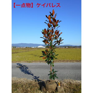 yizlG炫^CT{N@PCpX@̉ԍ1.9m@ꂩ@؁@A؁@V{c[AAAkCskB͒ǉKvB