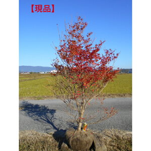 y͂_z@hE_ccW@劔ō̃{[@c؍1.9m@@t1.0mA؁@؁@V{Ƀ{[肨ɃCpNg^ił