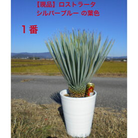 【一点物】耐寒性ユッカ　ロストラータ　幹立の株ブルーの色味が濃いお品　葉色がステキセラアート鉢　9号鉢　　植木　庭木　シンボルツリー送料無料、沖縄、離島、北海道は発送不可。