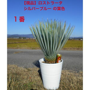 y_zϊbJ@Xg[^@̊u[̐FZi@tFXeLZA[g@9@@A؁@؁@V{c[AAAkC͔sB