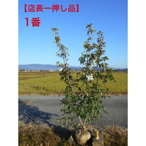 yXꉟz΃}{EV@zRGVX@ @ԉ肽Ղ@1.7-1.8m@ꂩ@@i@t炫@A  V{c[łAkCA