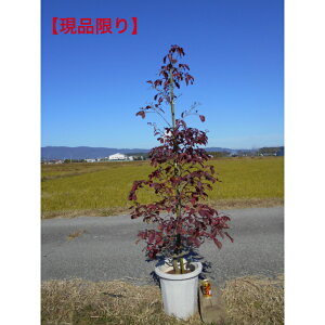 yiz΃}{EV@ԉԁ@gr[@1.8m@ꂩԉ肽Ղ̃{[@10ł̂܂܏܂łAkCAAs