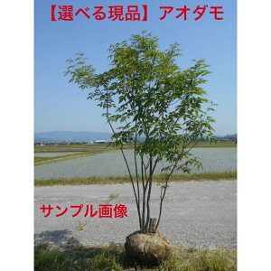 �y���������N��z�l�C�̗��t���@�A�I�_���@�������`���J�b�R�C�C�@������1.9-2.1m�@���ꂩ�� �@2���V���וi�A�؁@��؁@�V���{���c���[���������ł����A�k�C���A�����A����s��