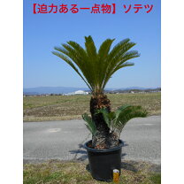 楽天市場】ソテツ 10号の通販