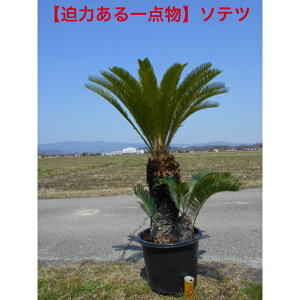 植木 ソテツ」の人気商品一覧 | 安い商品を通販サイトから探す - 価格.com