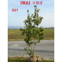 楽天市場】ソヨゴ 株立ちの通販