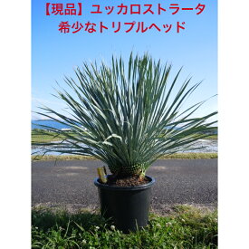 【現品限り】耐寒性ユッカ　ロストラータかっこいい　非常に珍しいトリプルヘッド　12-13号鉢　　植木　庭木　シンボルツリー送料無料、沖縄、離島、北海道は発送不可。