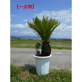 【一点物】　ソテツ　蘇鉄　株立ち極太い株　樹形きれい　子株付き高さ約95センチ　鉢底含む 前後太さ際立つ品　10号鉢　植木　庭木　シンボルツリー送料無料ですが、北海道、離島、沖縄は不可