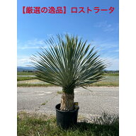【厳選の逸品】ユッカ　ロストラータ　店長一押品幹立のしっかりしたお品　高さ約1.2m　鉢底から　　　　…