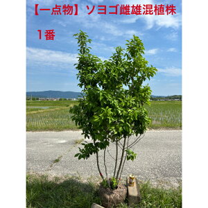 ソヨゴ 株立ち 盆栽 植木」の人気商品一覧 | 安い商品を通販サイトから 