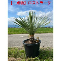 楽天市場】ユッカ ロストラータ（高さ（植物）71 ～ 130.9cm）の通販