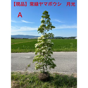 常緑ヤマボウシ 月光」の人気商品一覧・価格比較 - 価格.com