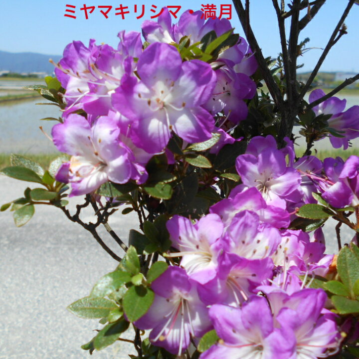 楽天市場 選べる現品 希少ツツジ 深山キリシマツツジ 満月 古木 花芽いっぱいのボリューム大株 植木 ツツジ キリシマ 春咲き送料無料ですが 北海道 離島 沖縄は不可 関西緑化楽天市場店